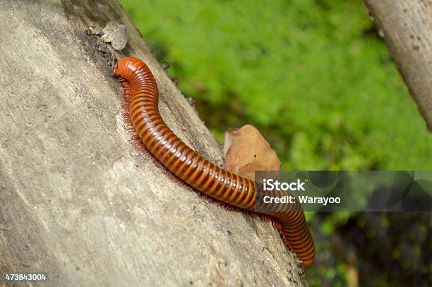 Millipede Stock Photo - Download Image Now - 2015, Animal, Arthropod