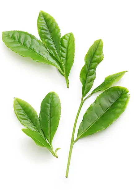 Japanese green tea first flush leaves isolated on white background