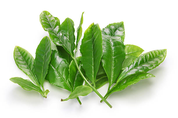 istock Japanese green tea first flush leaves 473843676