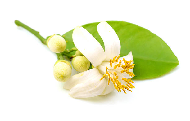istock Pomelo flower isolated on white background 473843680