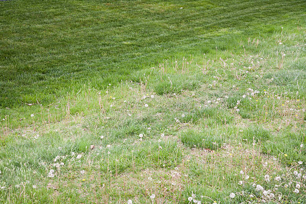 Comparison between a manicured healthy green lawn and one filled with weeds and neglect.