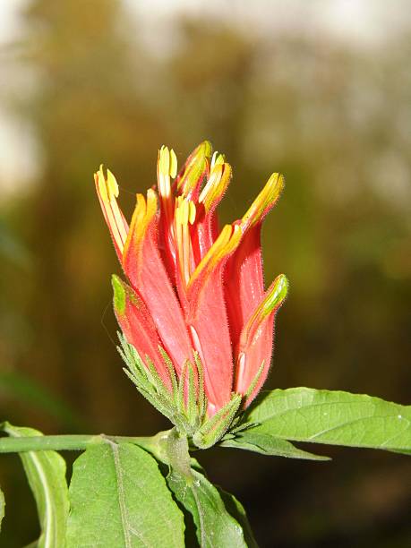 istock Hop-Headed Barleria flower 473850966