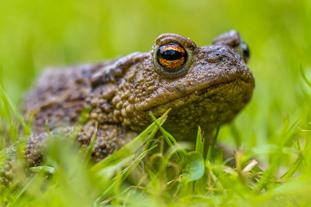 retrato de un sapo común - frog batrachian animal head grass fotografías e imágenes de stock
