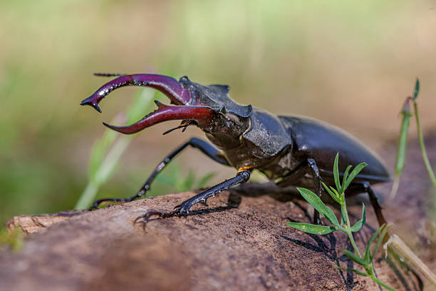 istock Stag Beetle Outdoor on a Log 473851358
