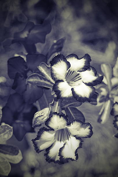 istock close up of desert rose 473856986