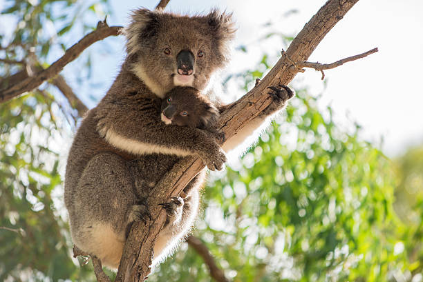 istock Baby koala and koala mother 473857028
