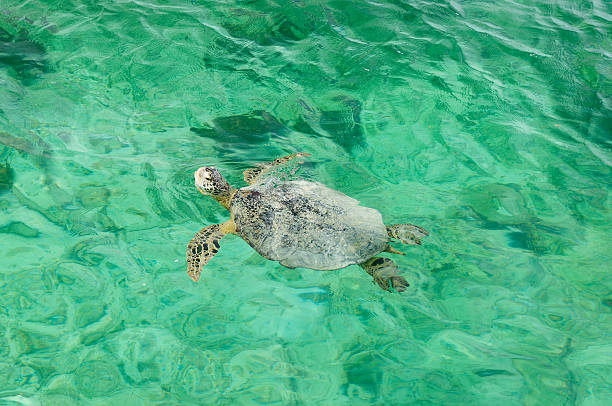 Turtle in turquoise water Turtle in turquoise water at coasts of Indonesia tangerang photos stock pictures, royalty-free photos & images