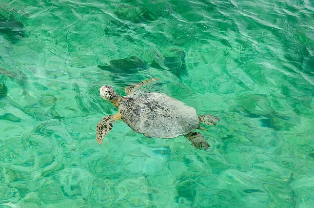 Turtle in turquoise water at coasts of Indonesia