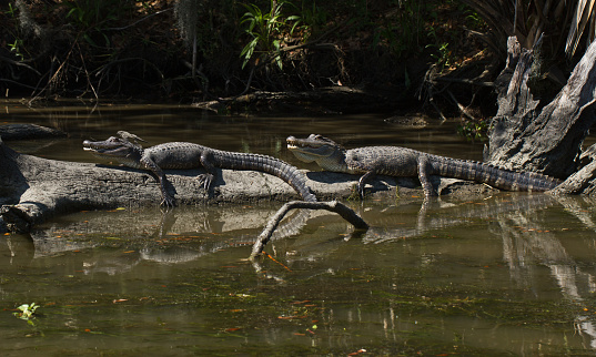 I took this photo while on a swamp tour in Louisiana.