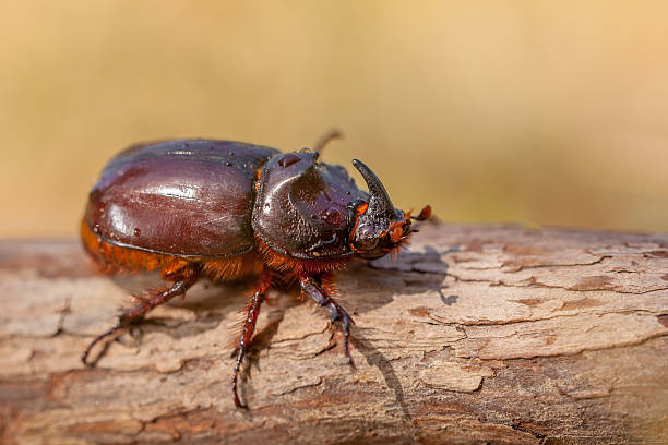istock South European Rhinoceros Beetle 473862014