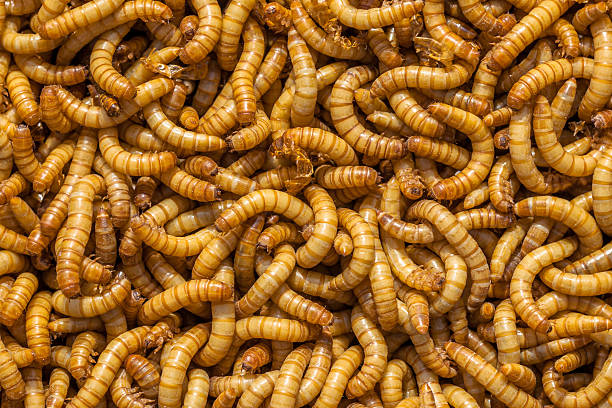 Larvae Background stock photo