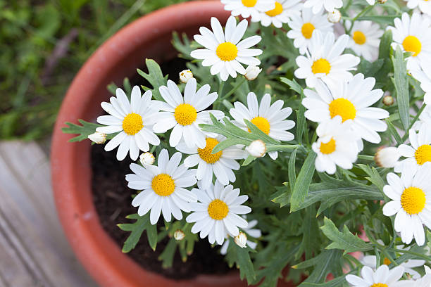 istock Daisies in a pot viewed from above 473862220