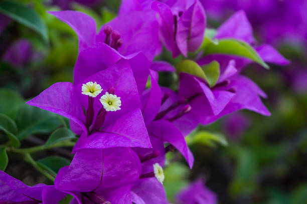 beautiful of bougainvillea selective focus