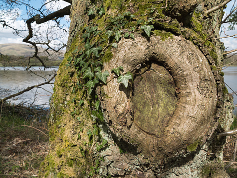 ring formed on the bark of an old tree