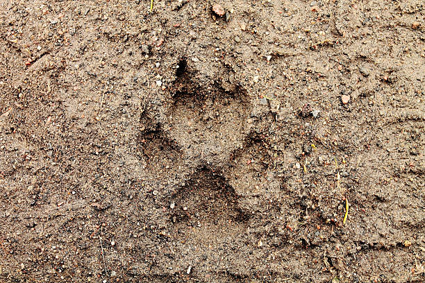 istock Dog's Footmark on Wet Ground 473864594
