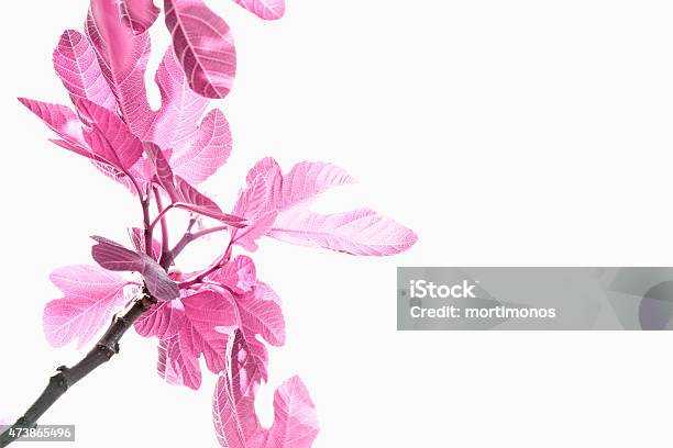 Flower In White Stock Photo - Download Image Now - 2015, Bouquet, Branch - Plant Part