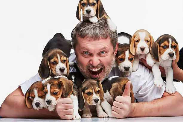 Photo of The man and big group of a beagle puppies