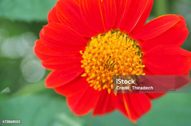 Ket Of Flowers In Red Flowers Stock Photo - Download Image Now - 2015, Bee, Collection