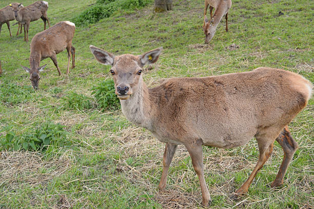 European Roe Deer, Capreolus capreolus,  grass European Roe Deer in the field (Capreolus capreolus).  bulle stock pictures, royalty-free photos & images