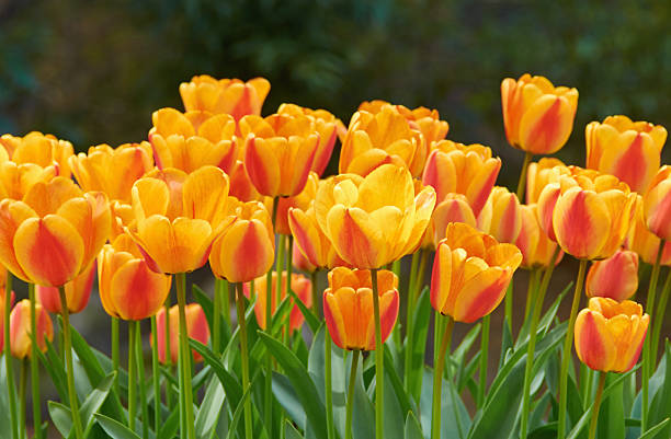 istock Background with a yellow - red tulips 473871868