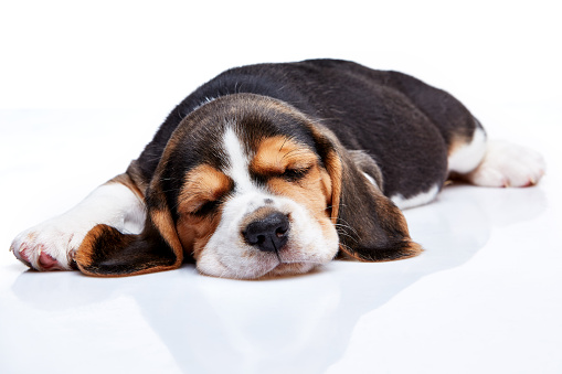 Beagle Puppy, 1 month old,  sleeping in front of white background 