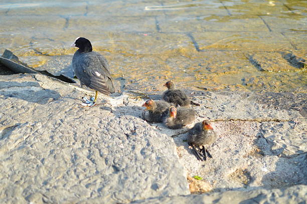 Looks like duck with peak white and black plumage. One adult coot and their offspring.