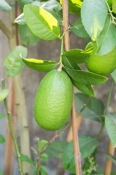 Close up Lemon tree with a lemon and leaves