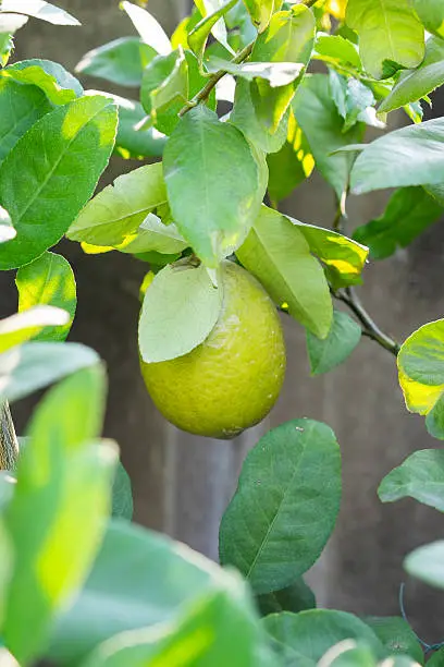 Close up Lemon tree with a lemon and leaves
