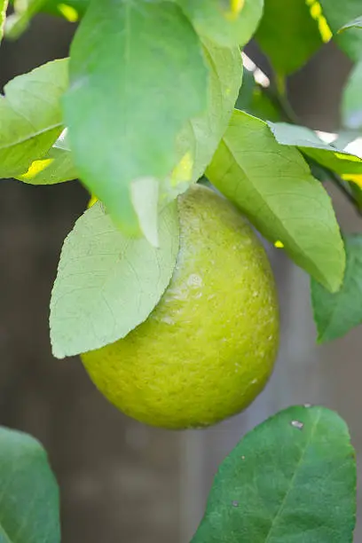 Lemon tree with a lemon and leaves