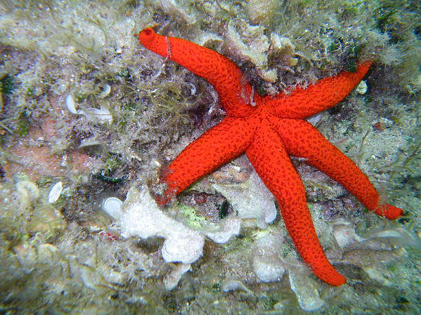 istock Ophidiaster ophidianus, Starfish underwater 473883900