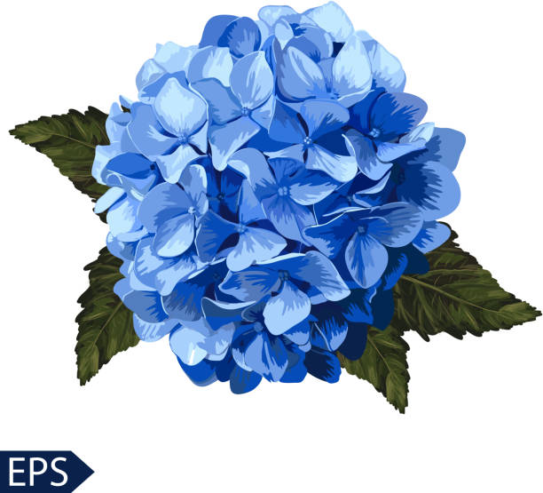 Ilustración de Hortensia Realista Vector Azul Lavanda Ilustraciones De  Flores y más Vectores Libres de Derechos de Hortensia - iStock