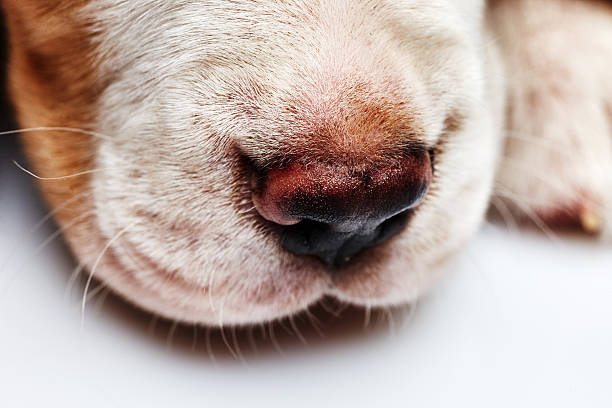 istock Nose of cute Beagle puppy 473894504