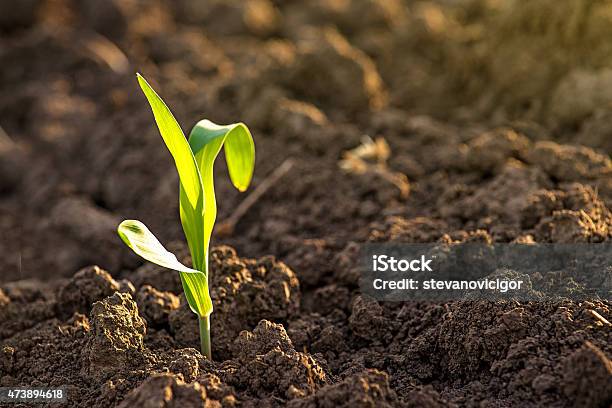 Growing Corn Seedling Sprouts In Agricultural Farm Field Stock Photo - Download Image Now