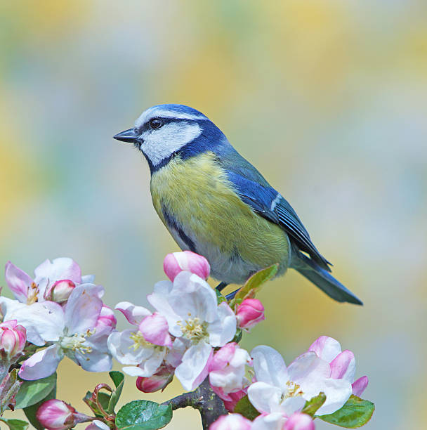 istock Great tit on blossoming apple twig 473895086