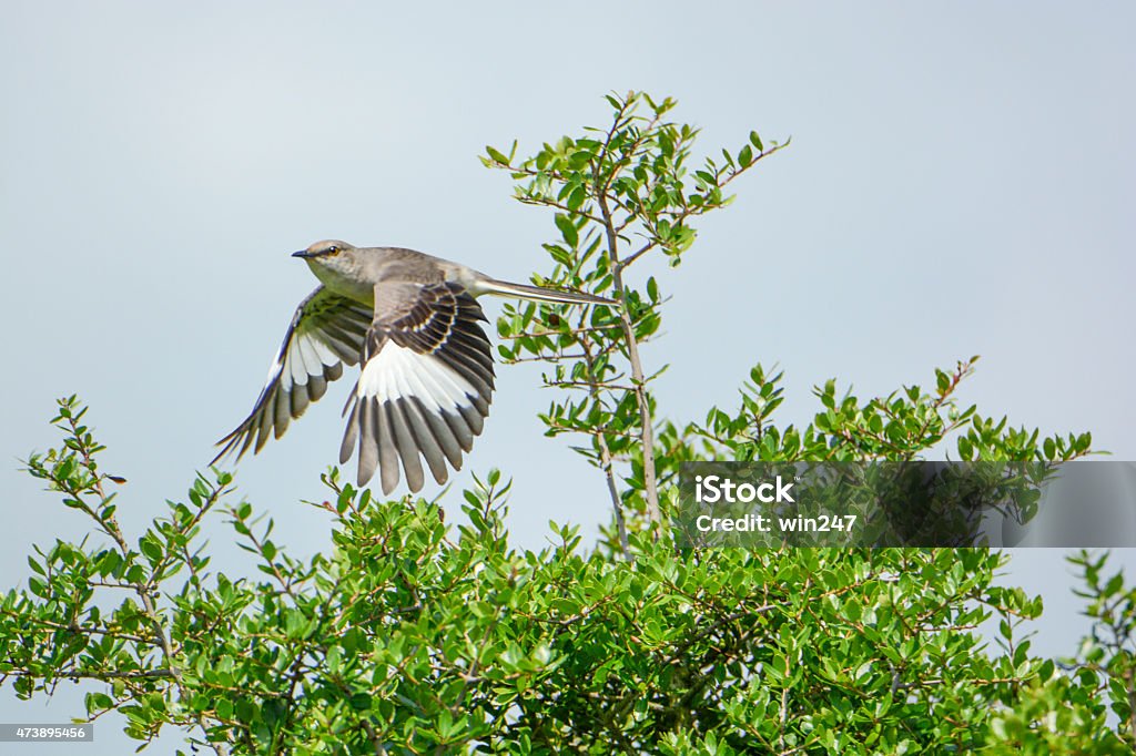Beautiful Mockinbird In Flight Showing Wing Feather Pattern Beautiful Mockinbird In Flight Showing Wing Feather Pattern,  This horizontal stock-photo of the State Bird of Texas was taken outside in nature in Brazoria County, Texas. The artistic image shows the black and white song-bird against a blue background and green tree leaves and branches. Mockingbird Stock Photo