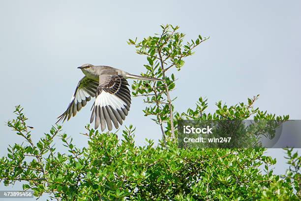 Beautiful Mockinbird In Flight Showing Wing Feather Pattern Stock Photo - Download Image Now