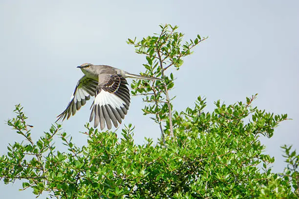 Photo of Beautiful Mockinbird In Flight Showing Wing Feather Pattern