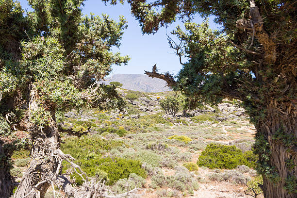istock Elafonisi in Crete, Greece 473898000