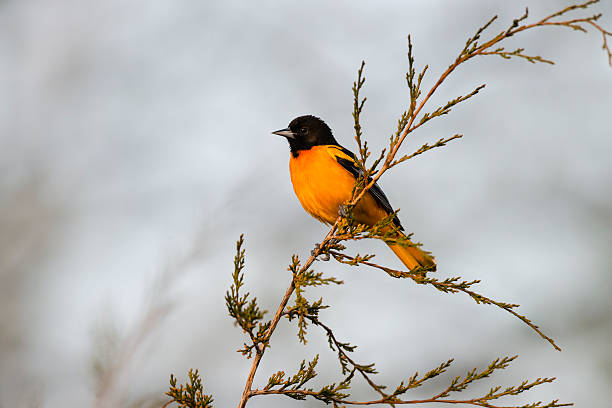 istock Baltimore Oriole, male bird in springtime 473898604
