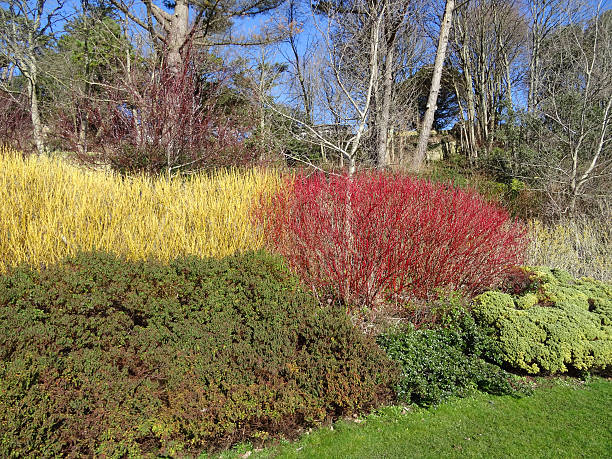 Image of winter garden, red and yellow dogwood stems (cornus) Photo showing a garden on a sunny day in the winter, where seasonal colour is being provided by the bright red and yellow stems of deciduous cornus plants (more commonly known as dogwood).  The canes are offset against the evergreen shrubs (including hebes, escallonia, berberis and cotoneaster). cornus sanguinea stock pictures, royalty-free photos & images