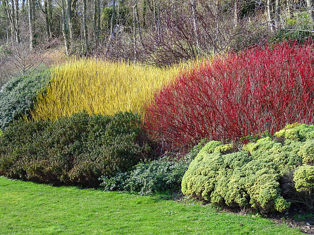 Image of yellow and red cornus / dogwood stems in winter Photo showing a landscaped garden with an established shrub border, which features a group of cornus (dogwood) shrubs, showing their brightly coloured red and yellow stems in the winter.  The garden border is edged by a green lawn. cornus sanguinea stock pictures, royalty-free photos & images