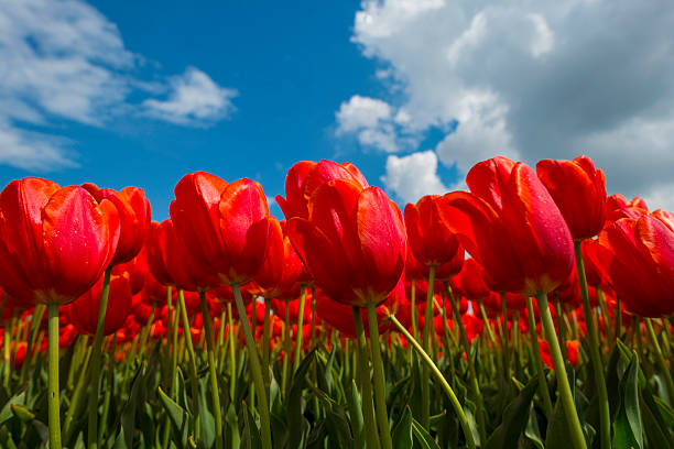 istock Deteriorating weather over tulips in spring 473901104
