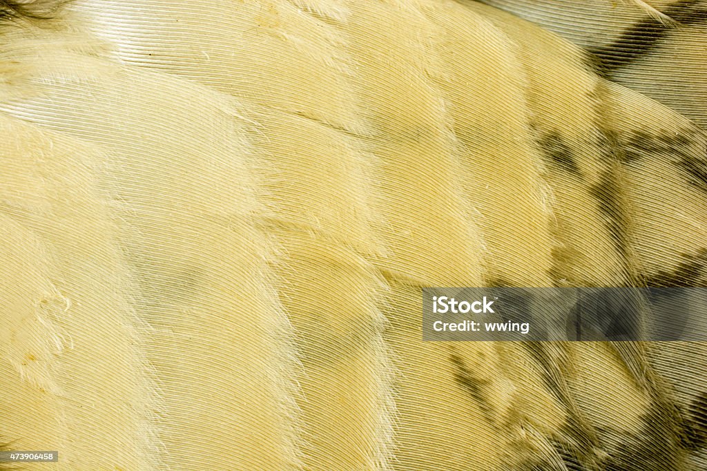 Inside feathers of a  Great Horned Owl's wing Owl Stock Photo