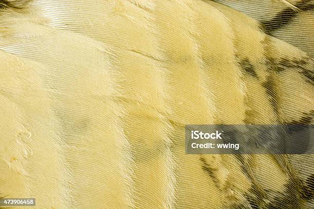 Inside Feathers Of A Great Horned Owls Wing Stock Photo - Download Image Now - Owl, Feather, Animal Wing