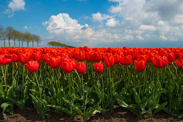 istock Deteriorating weather over tulips in spring 473912768