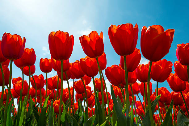tulpen auf einem sonnigen feld im frühjahr - tulpe fotos stock-fotos und bilder