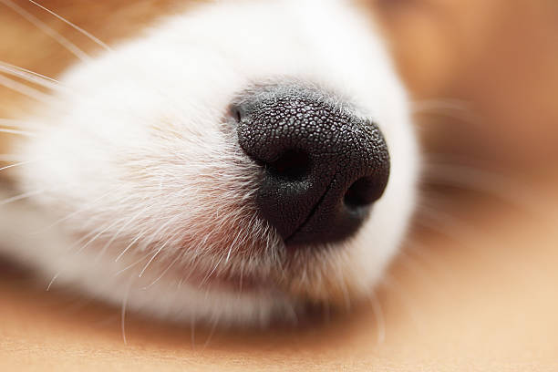 nose, close-up stock photo