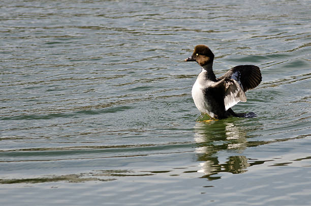 Female Common Goldeneye Stretching Its Wings on the Water Female Common Goldeneye Stretching Its Wings on the Water female goldeneye duck bucephala clangula swimming stock pictures, royalty-free photos & images