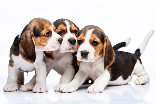 The three beagle puppies lying on the white background