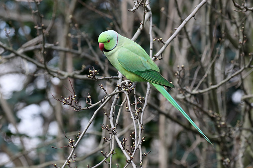 Ring-necked parakeet, Psittacula krameri, single bird on branch, London, March 2015